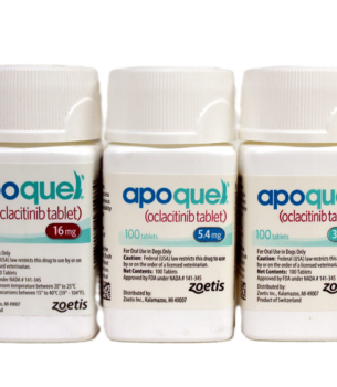 Buy apoquel for dogs at BestPetMed for fast allergy relief.